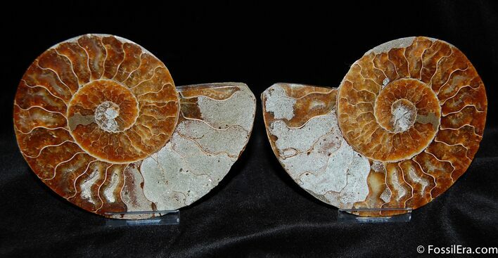 / Inch Split/Polished Ammonite Fossil #386